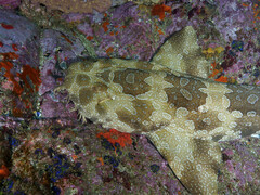 Orectolobus maculatus