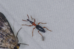 Cylas formicarius