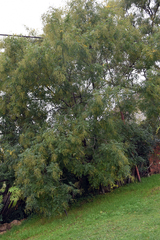 Styphnolobium japonicum