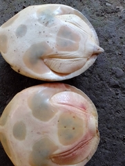 Lissemys scutata