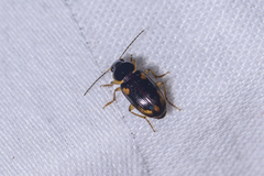 Harpalini