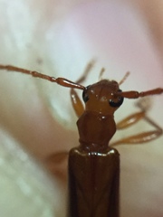 Astetholea pauper