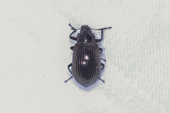Foochounus convexipennis