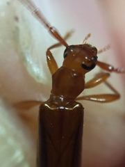 Astetholea pauper