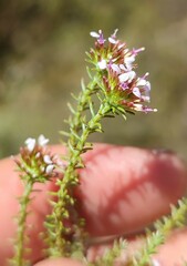 Disparago ericoides