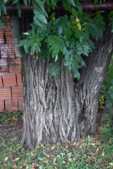 Styphnolobium japonicum