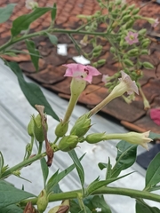 Nicotiana tabacum