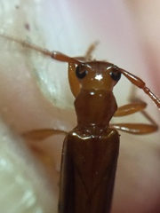 Astetholea pauper