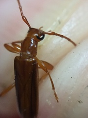 Astetholea pauper