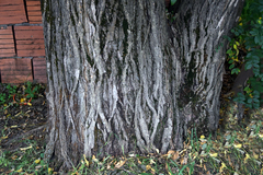 Styphnolobium japonicum
