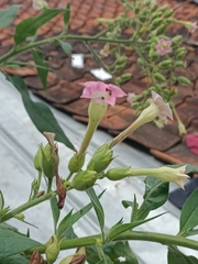 Nicotiana tabacum