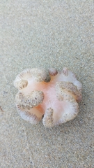 Sycozoa cerebriformis