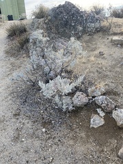 Eriodictyon tomentosum