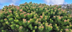 Mimetes fimbriifolius