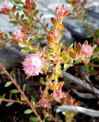 Diastella divaricata divaricata