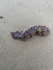 Australostichopus mollis