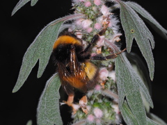 Bombus haematurus
