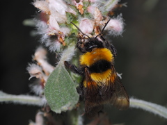 Bombus argillaceus