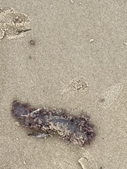 Australostichopus mollis