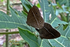 Mycalesis janardana