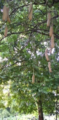 Kigelia africana