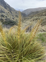 Aciphylla aurea
