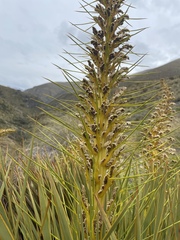 Aciphylla aurea
