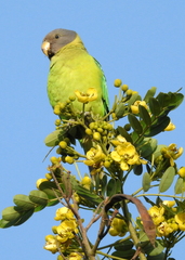 Psittacula cyanocephala