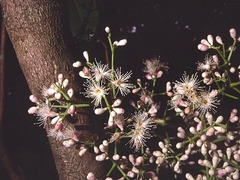 Syzygium clusiifolium