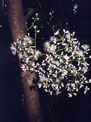 Syzygium clusiifolium