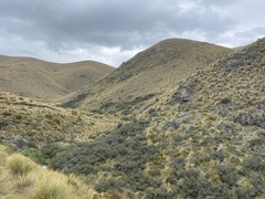 Aciphylla aurea