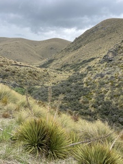 Aciphylla aurea