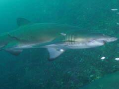 Carcharias taurus