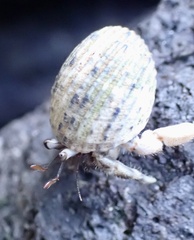 Coenobita