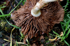 Agrocybe praecox
