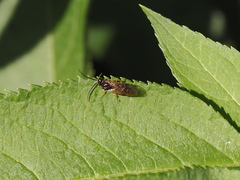 Nematinae