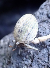 Coenobita