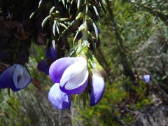 Psoralea