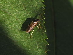 Nematinae