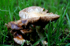 Agrocybe praecox