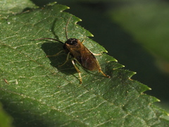 Nematinae