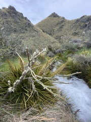 Carmichaelia crassicaulis