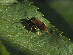 Nematinae