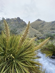 Aciphylla aurea
