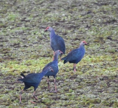 Porphyrio poliocephalus