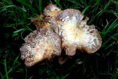 Agrocybe praecox