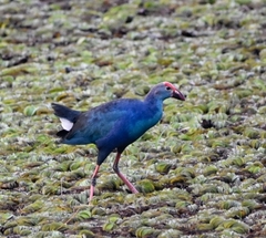 Porphyrio poliocephalus