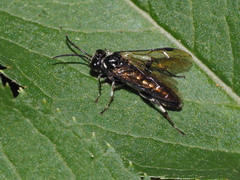 Macrophya albicincta