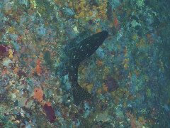 Aplodactylus lophodon