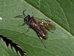 Macrophya albicincta